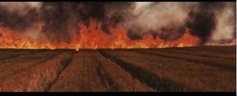 Wild Fires