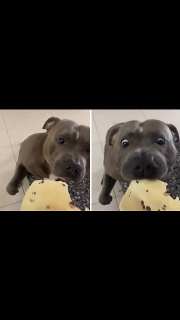 Pit Bull gentle takes a nibble of favorite cheese snack