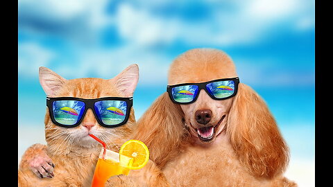 Funny animal videos 2024 - Funny Cats Dogs - Funny animals
