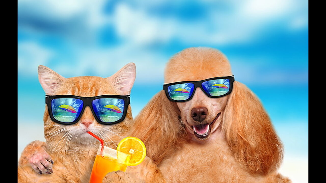Funny animal videos 2024 - Funny Cats Dogs - Funny animals