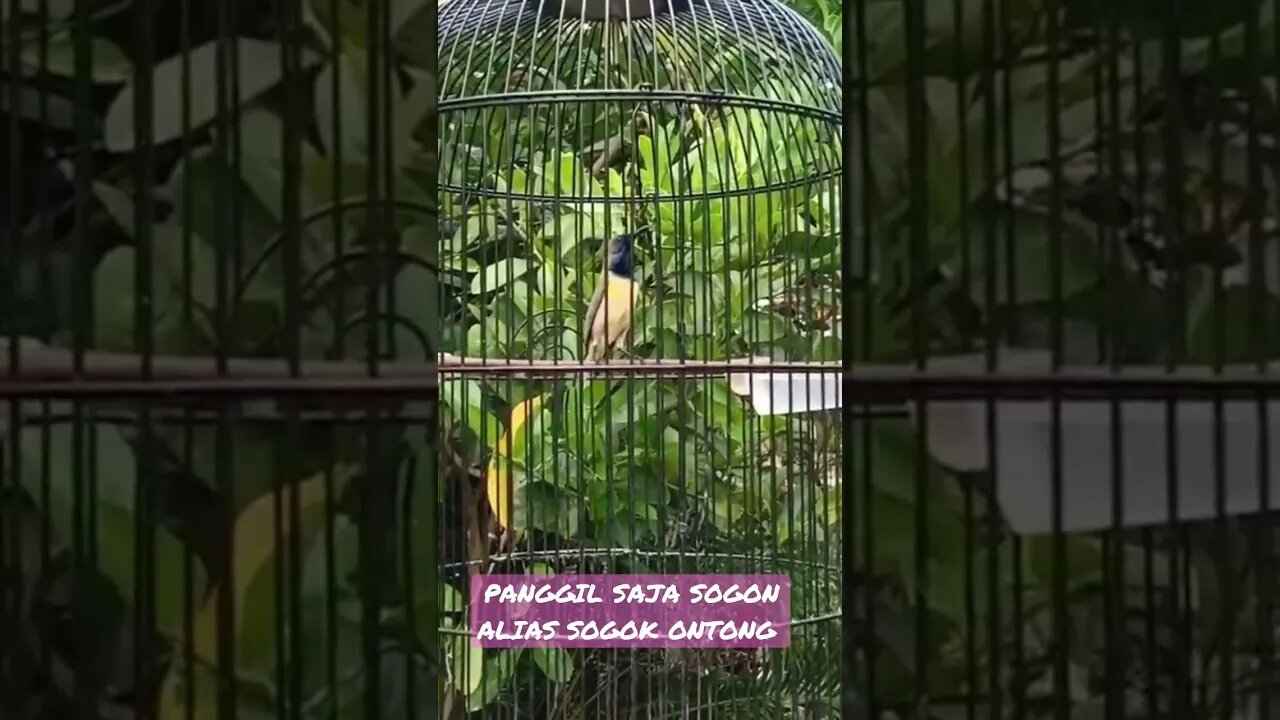 Sebut saja Burung Sogon alias Sogok ontong