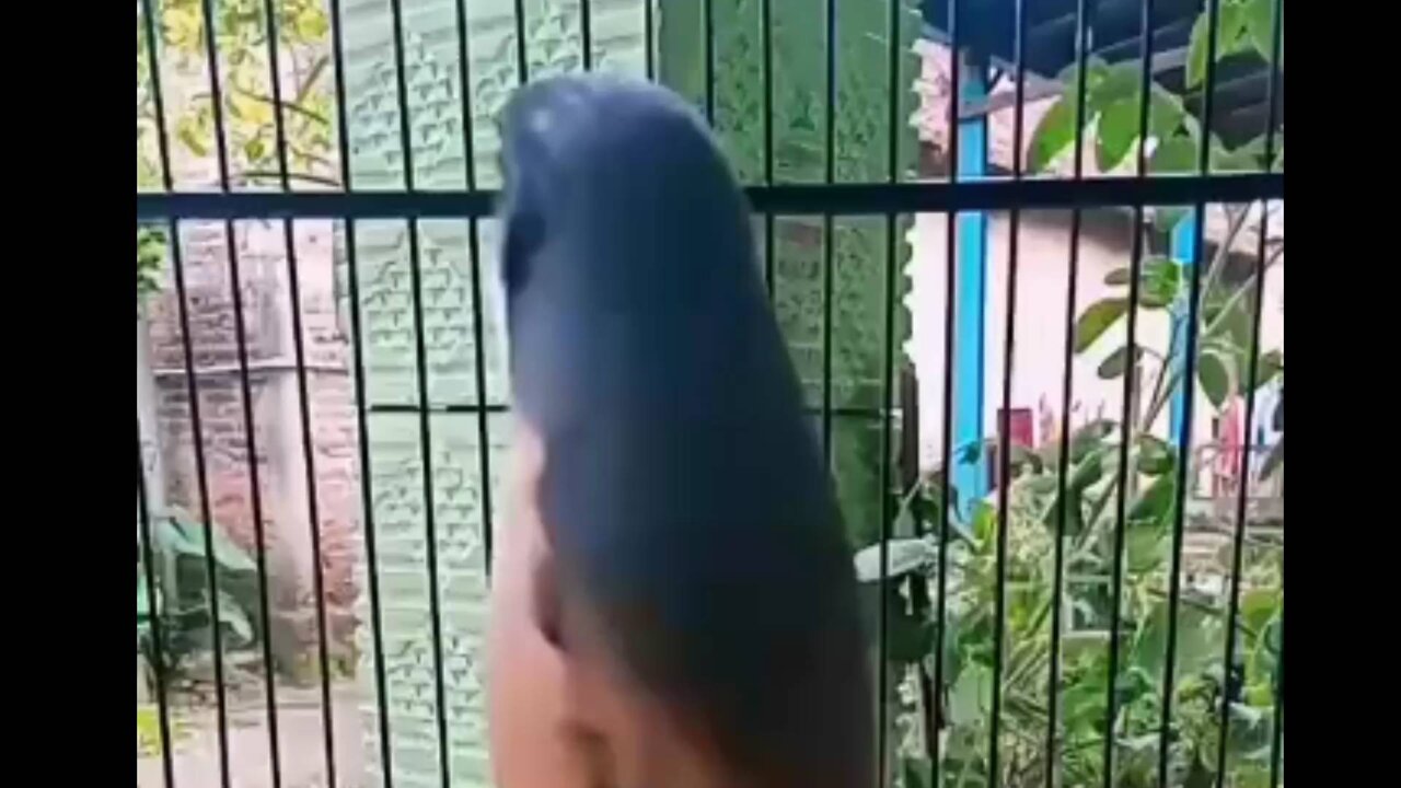 Look at the melodious chirping of the pentet bird.she sings so happily.