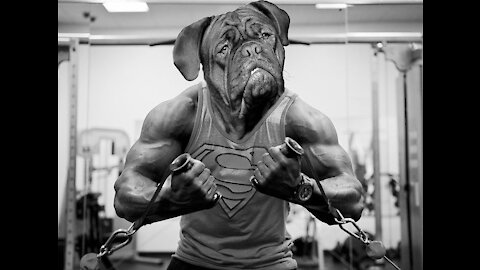 🤣 Funniest 🐶 Dogs and 😻 Cats on the Web - Awesome Funny Pet Animal Videos 😇 - You WILL LAUGH