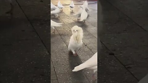 When you’re extra fabulous..