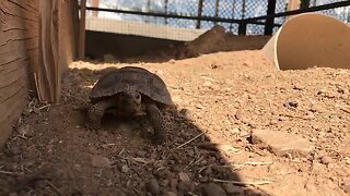 Tortoises up for adoption in Arizona