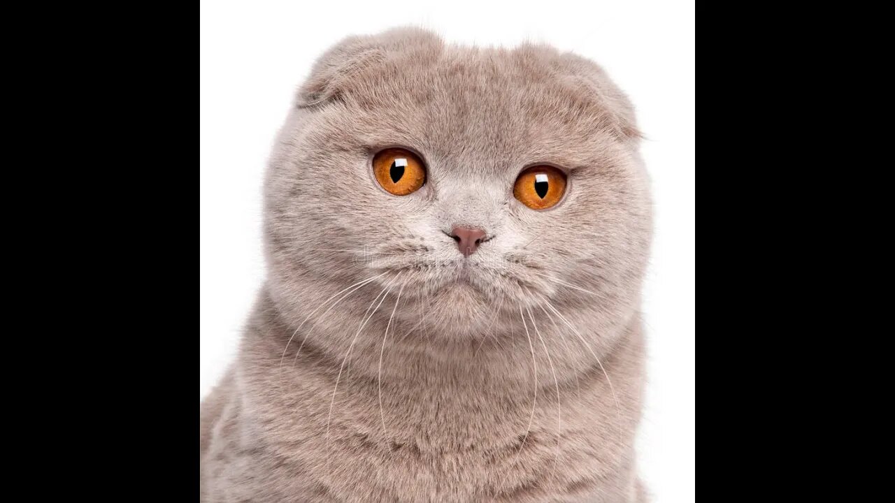 Scottish Fold