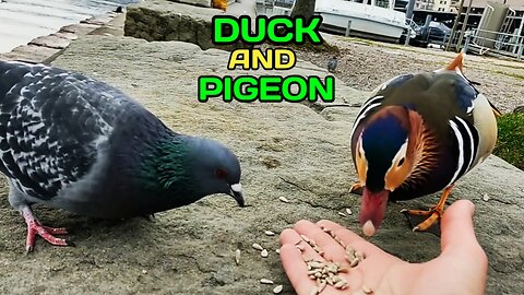 Duck And Pigeon | Mandarin Duck gets snapped by pigeon |