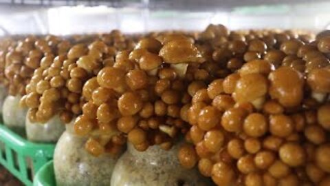 Mushroom Farm You Never Seen Before - Nameko, Lingzhi, Emperor Oyster Mushroom cultivation