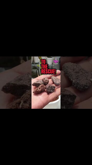 🚨ORCHID RESCUE 💪🏼 using LAVA ROCK instead of LECA #ninjaorchids #shorts