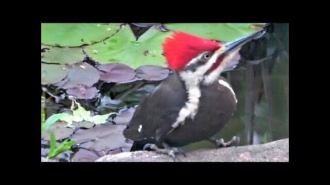 Gigantic woodpecker comes to drink at backyard pond