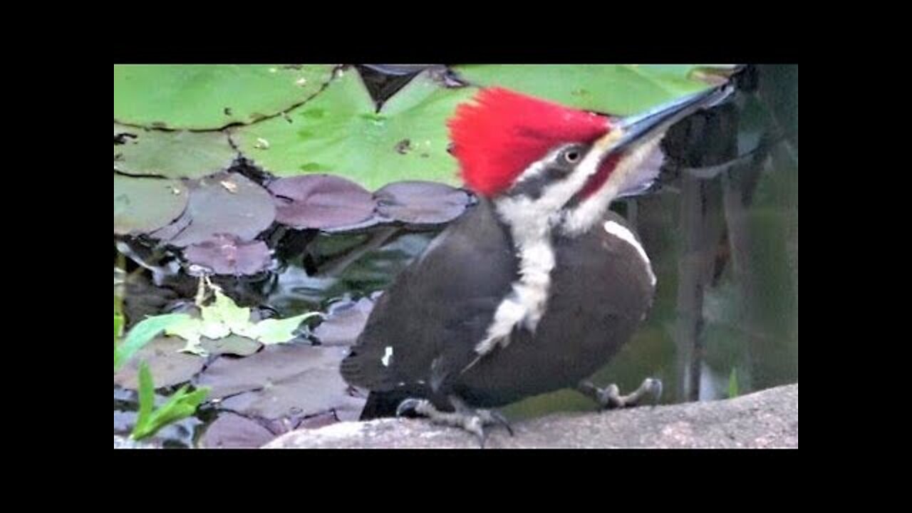 Gigantic woodpecker comes to drink at backyard pond