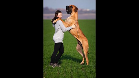 Dog feeding program