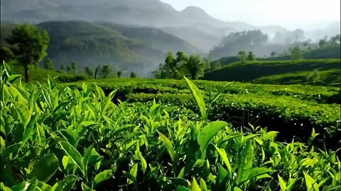 Beautiful young Tea leaves green view ☕🍵