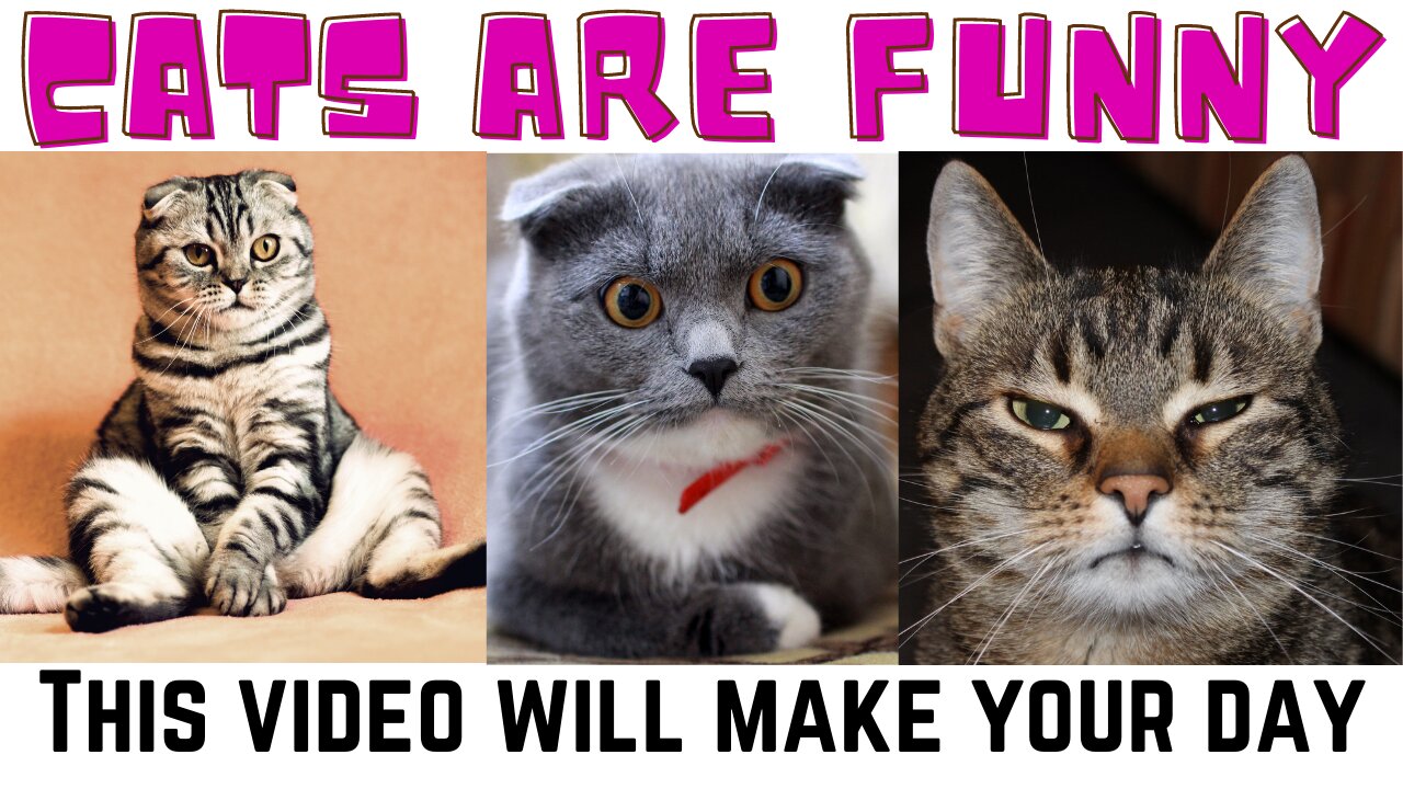 Cute Funny Cats videos. This video make your day happy.
