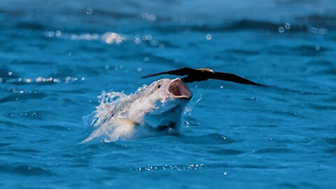 Bird vs Fish | Fish are hunting birds