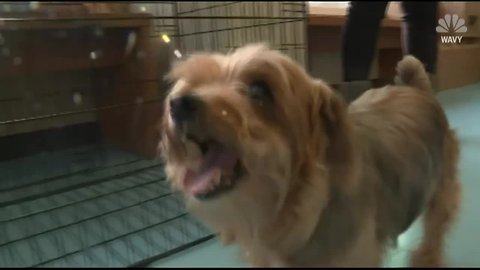 Virginia family reunited with beloved Yorkie TEN YEARS after she disappeared