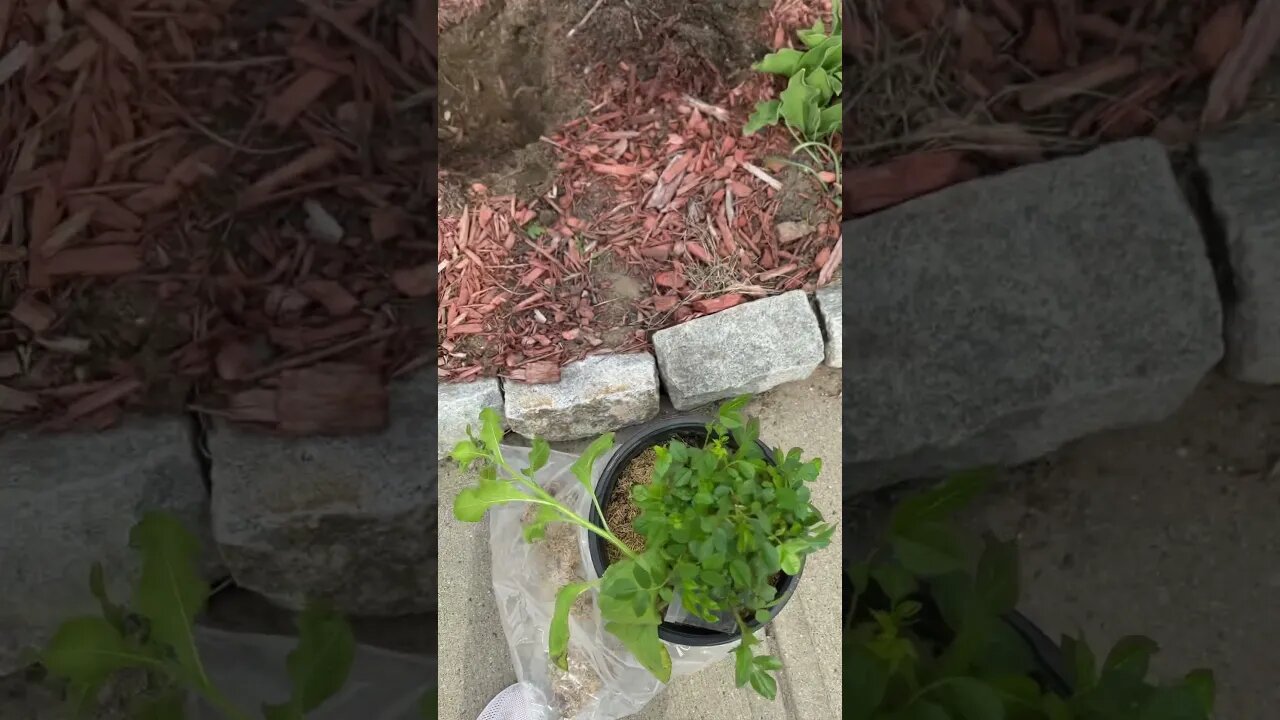 Planting a #juliachild rose. #garden #rose #gardening #love #shortsvideo #happy #like #love #amazing