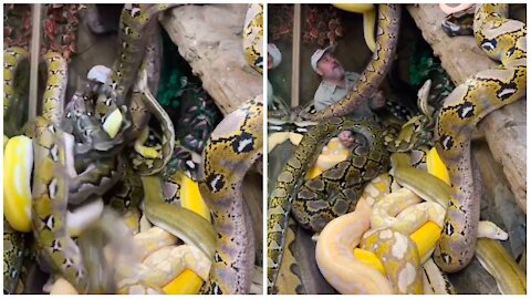 Amzing a huge number of snake