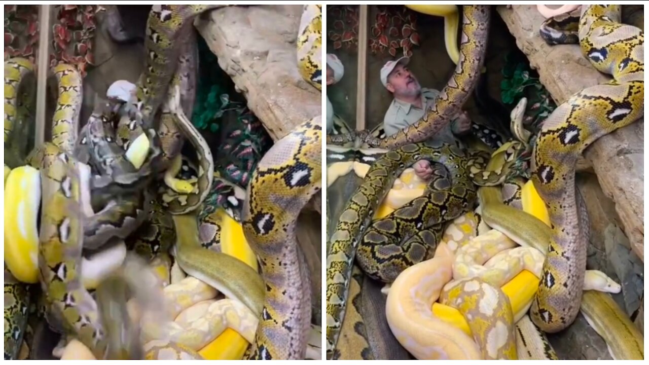 Amzing a huge number of snake