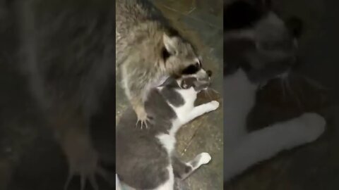 1Min Animal World #dogs #cats #pet