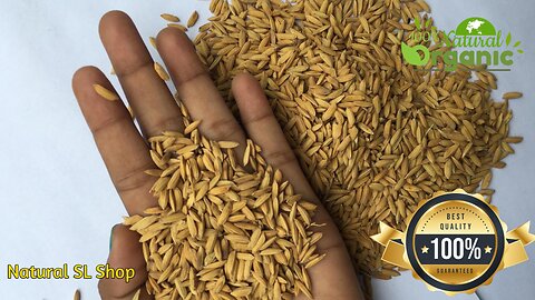 White Rice seeds natural paddy grown 100% original Oryza sativa ceylon seeds