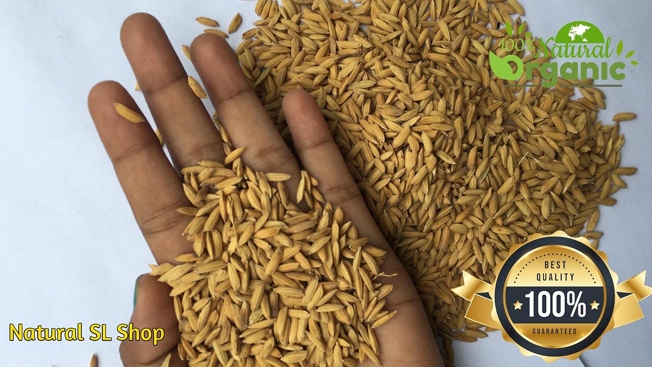 White Rice seeds natural paddy grown 100% original Oryza sativa ceylon seeds