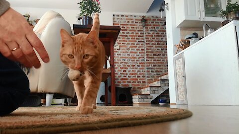 Talented Cat Plays Fetch As If He's A Dog