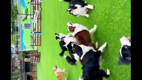 Brown dogs volleyball match on black dogs_🐕
