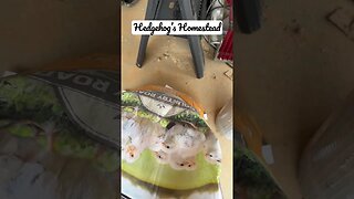 What’s coming soon to Hedgehog’s Homestead? #chicken