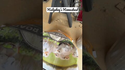 What’s coming soon to Hedgehog’s Homestead? #chicken