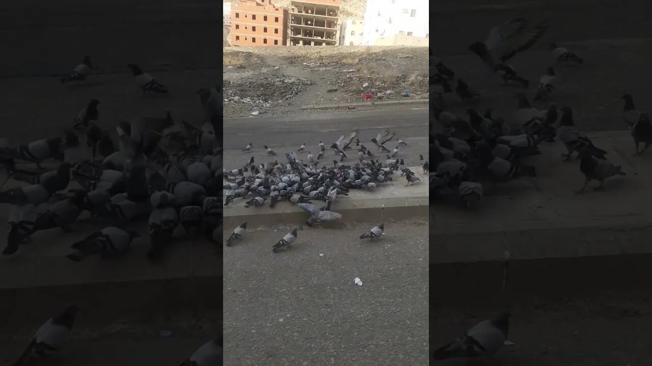 Pyaray Makkah ky Pyaray Kaboter, MashAllah: Dana khatay hoay | Pigeons of Makkah | Nice Evening