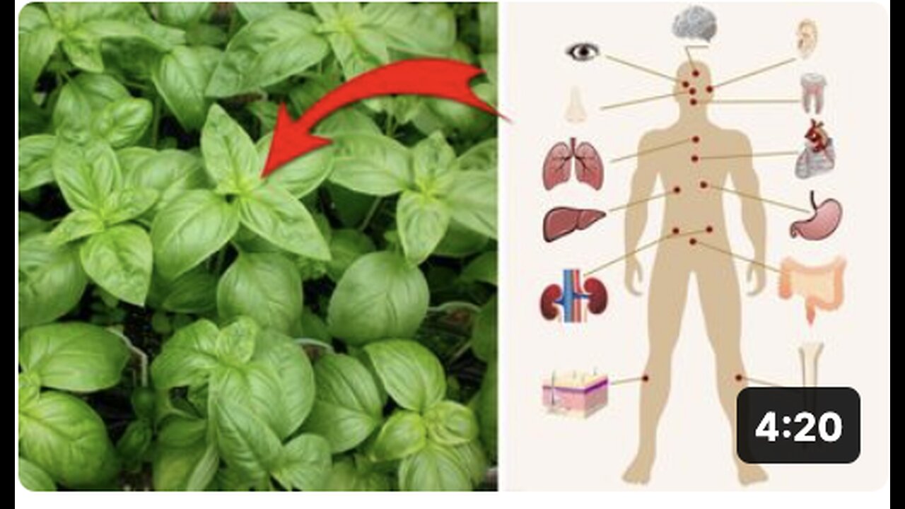 4 Surprising Health Benefits of Basil
