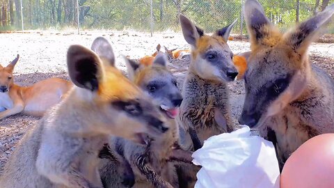 Adorable Wallabies munching Popcorn at Cohunu Koala Park Australia