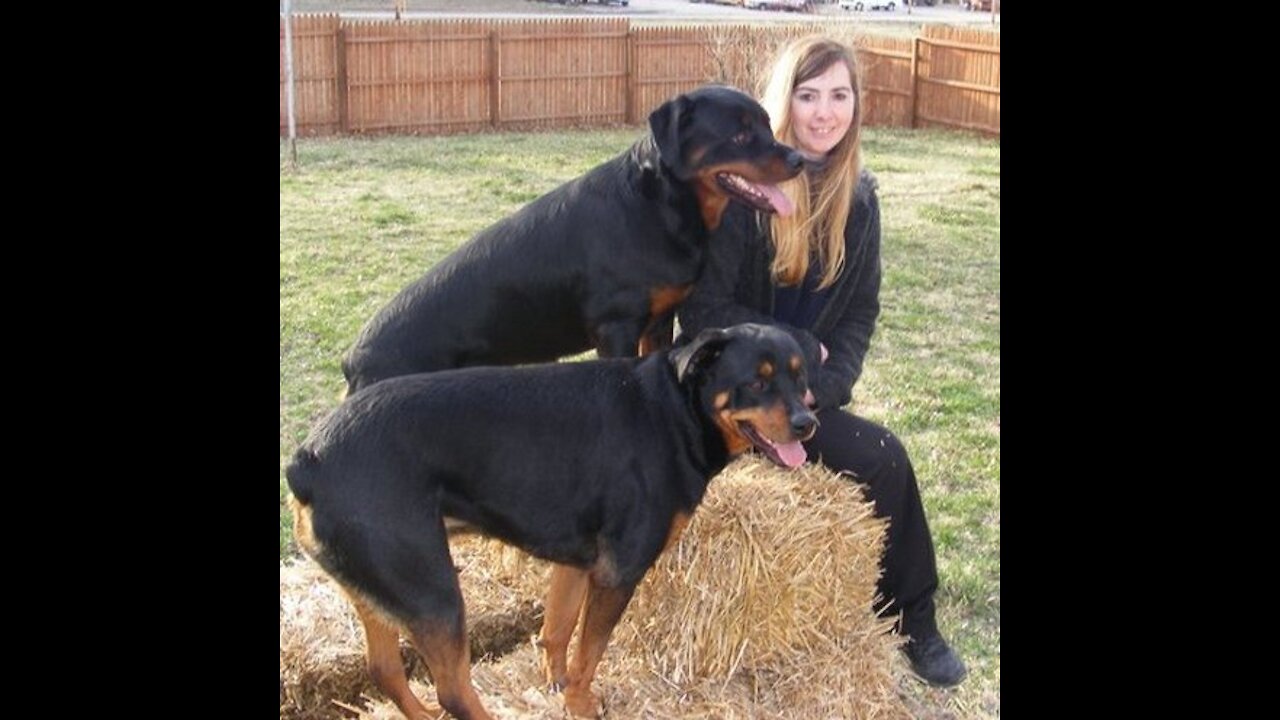 German Shepherds | Dogs That Are Better Than Guns