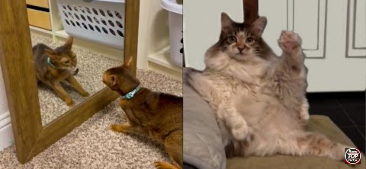 Best Funny animals vídeo 2022 newest cats and Dogs vídeos of te week