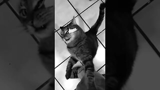 Cat Missed