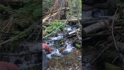 Bussard Creek