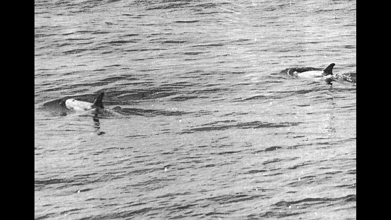 Antarctic Long-Finned Whale