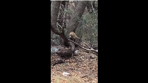 White-nosed coatimundi sighting near Fort Huachuca