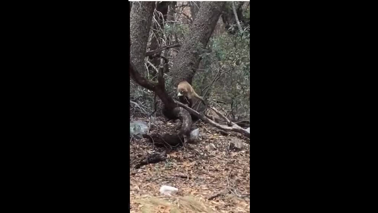 White-nosed coatimundi sighting near Fort Huachuca