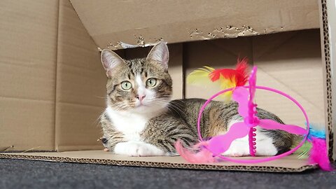 Cute Tabby Cat Sits in a Box with His Toys