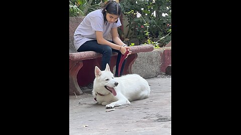 German shepherd