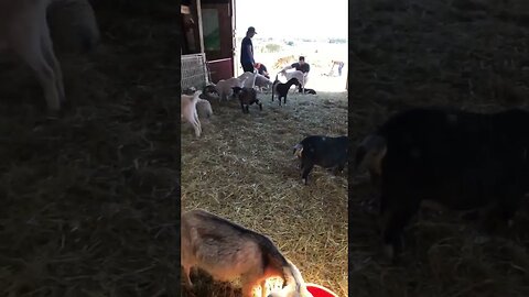 Goats at Island Hill Farm PEI