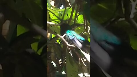 Beija-flor