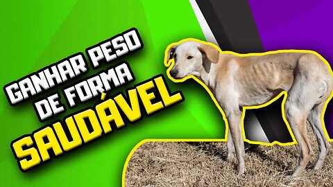 8 VITAMINAS para o CACHORRO ENGORDAR | Dr. Edgard Gomes | Alimentação natural para Cães