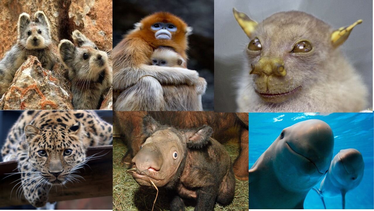 Quer saber qual o animal mais raro do mundo? Confira!