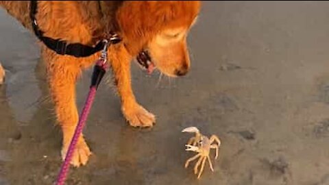 Une chienne s'amuse avec un crabe joueur