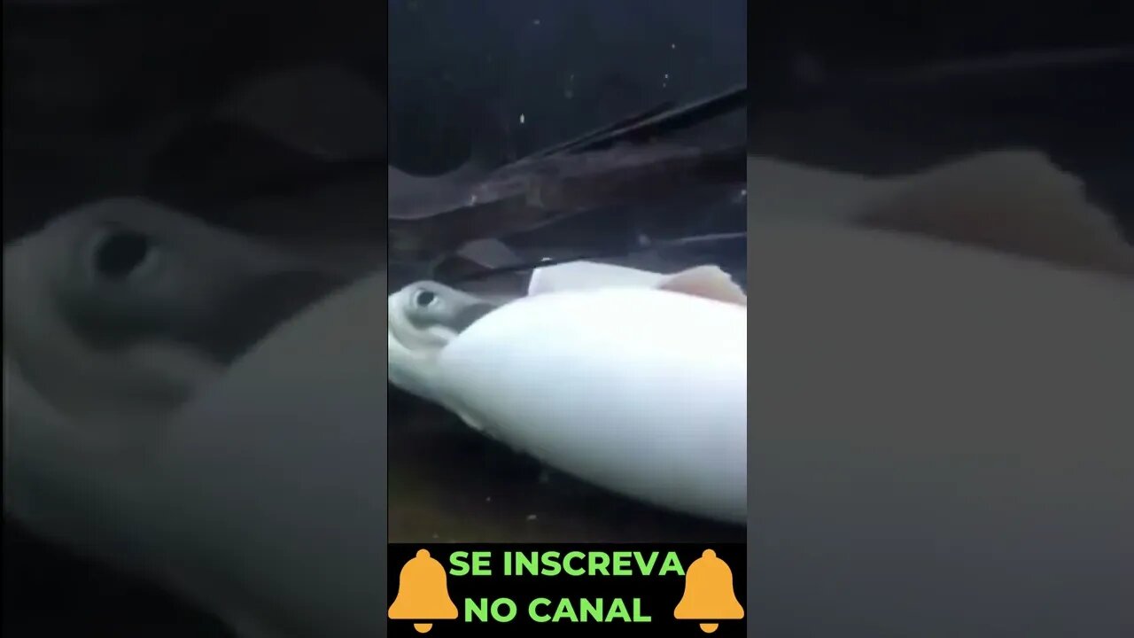 Anfíbio Nascendo no Oceano #shorts