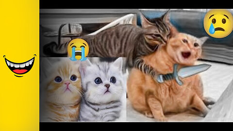 Funny animals - Funny cats / dogs