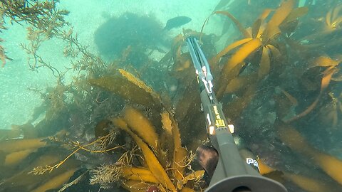 Freediving at Montaña de Oro
